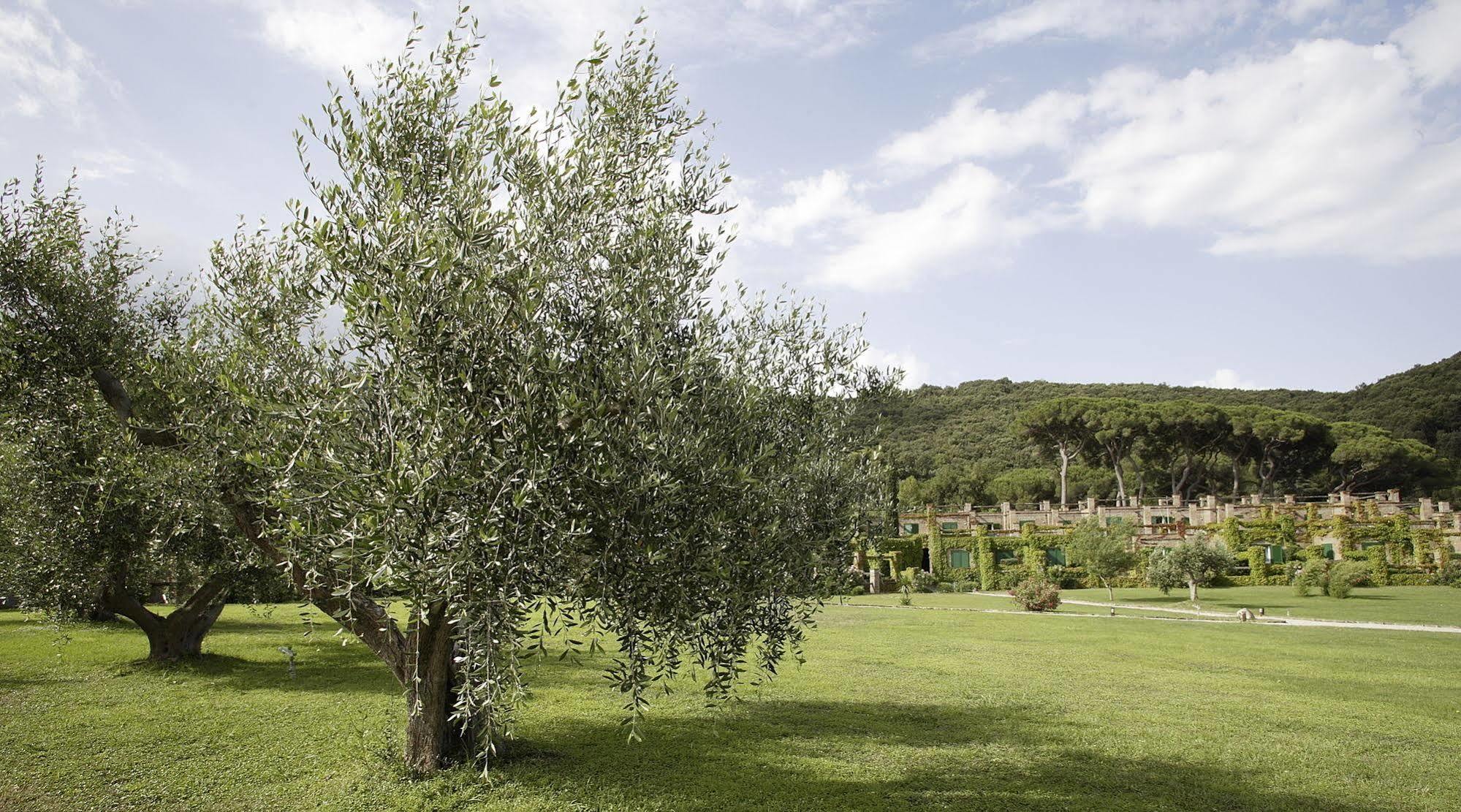 Residenza Sant'Anna Del Volterraio Hotel Portoferraio Kültér fotó Olive trees in Italy